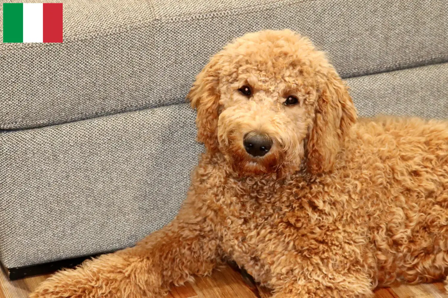 Goldendoodle chiots et éleveurs Italie Ici tu peux trouver des éleveurs de Goldendoodles en Italie.