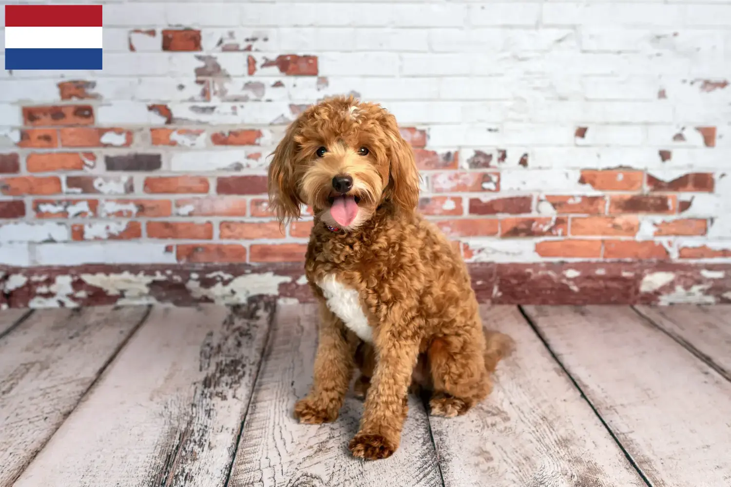 Goldendoodle chiots et éleveurs Pays-Bas Ici, vous trouverez des éleveurs de Goldendoodles aux Pays-Bas.