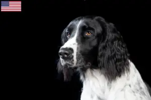 Lire la suite à propos de l’article Grand Münsterländer éleveur et chiots aux Etats-Unis
