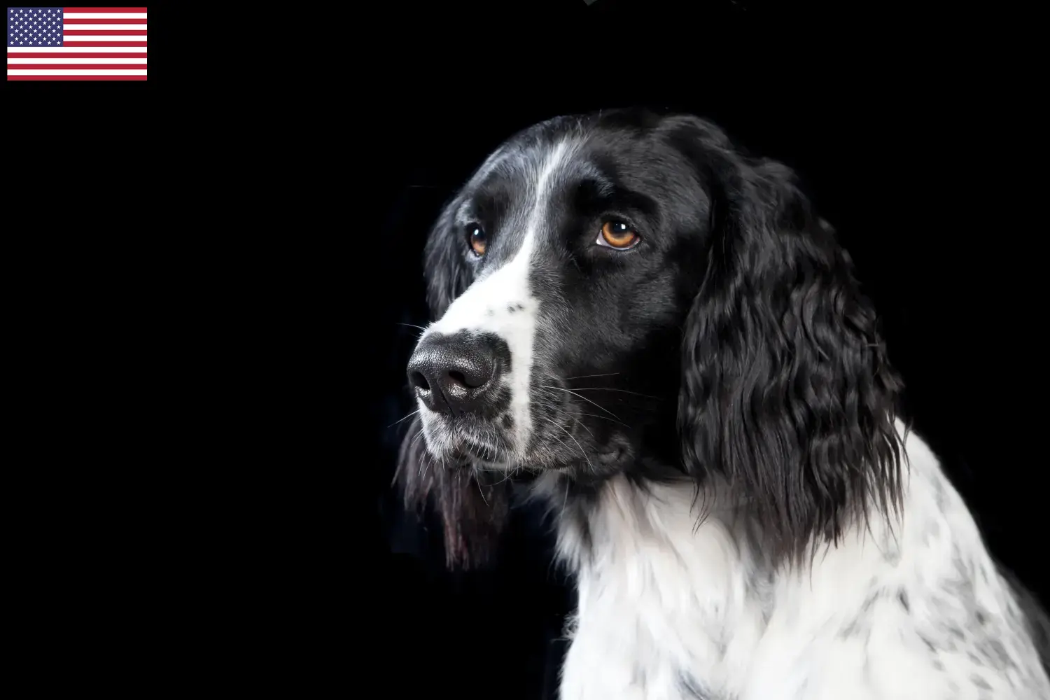 Grand Münsterländer chiots et éleveurs USA Ici, tu trouveras des éleveurs de Grand Munsterländer aux Etats-Unis.