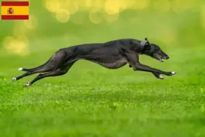 Lire la suite à propos de l’article Éleveurs de Lévriers et chiots en Espagne