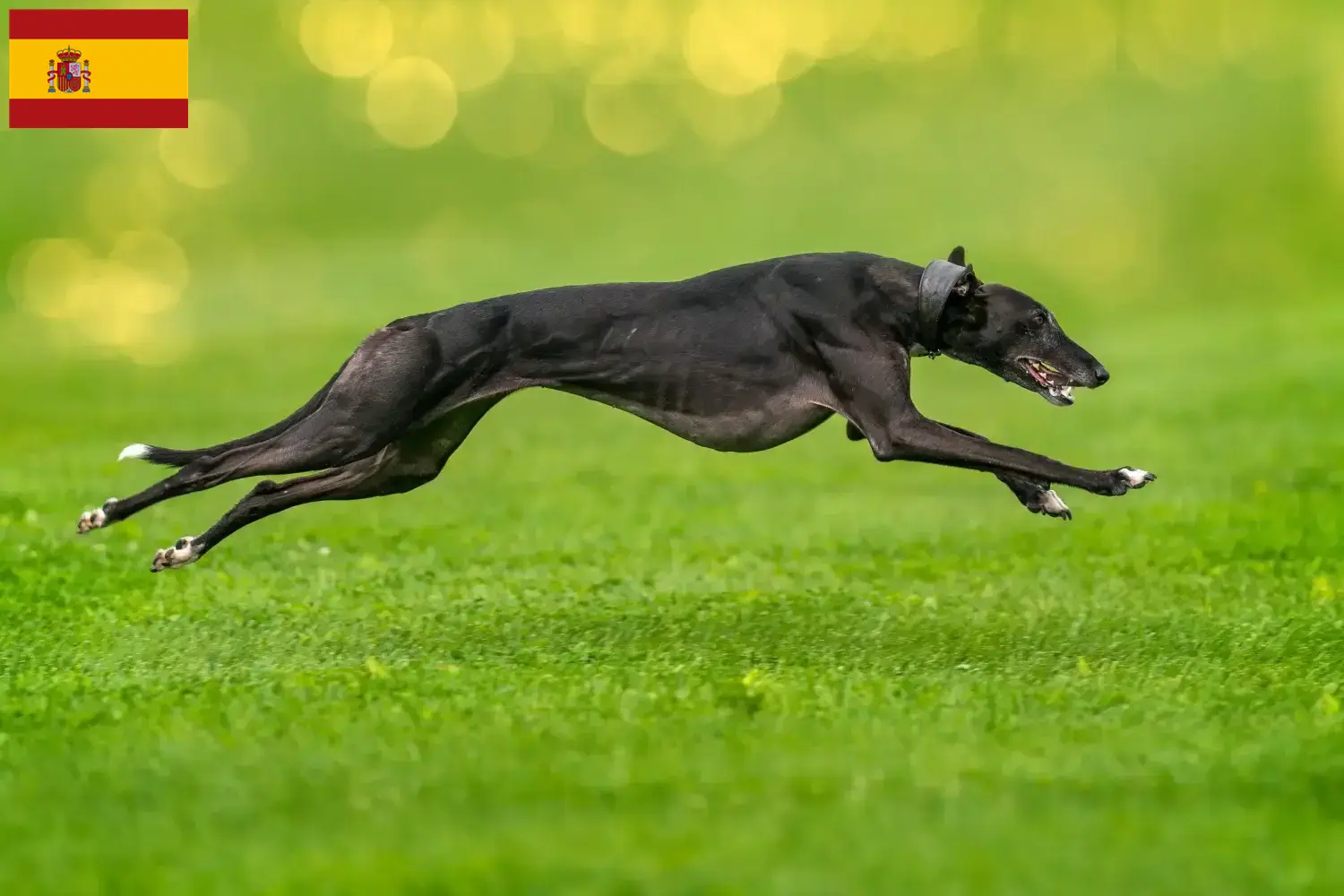 Greyhound chiots et éleveurs Espagne Ici tu trouves des éleveurs de Greyhounds en Espagne.