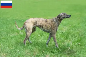 Lire la suite à propos de l’article Éleveurs de Greyhounds et chiots en Russie