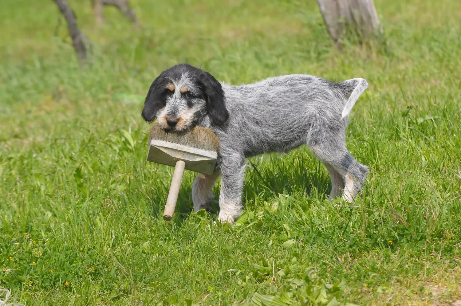Acheter un chiot Griffon Bleu de Gascogne, c'est prendre ses responsabilités ! Acheter des chiots Griffon Bleu de Gascogne.
