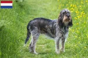 Lire la suite à propos de l’article Griffon Bleu de Gascogne Éleveurs et chiots aux Pays-Bas