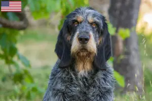Lire la suite à propos de l’article Griffon Bleu de Gascogne Éleveurs et chiots aux États-Unis