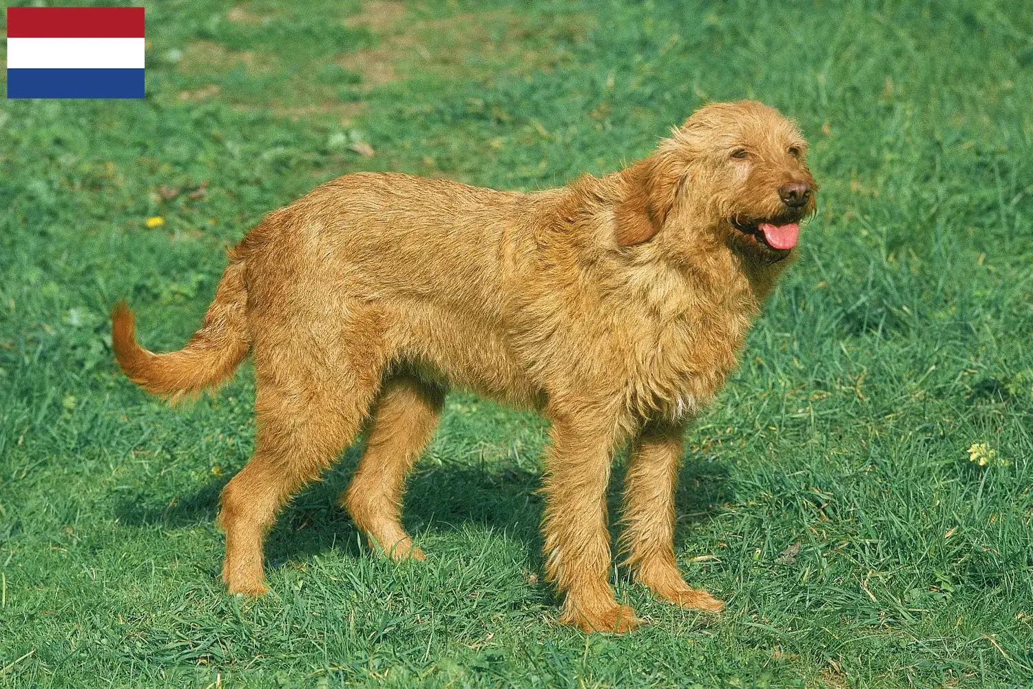 Griffon Fauve de Bretagne Chiots et éleveurs Pays-Bas Ici, tu trouveras des éleveurs de Griffon Fauve de Bretagnes aux Pays-Bas.