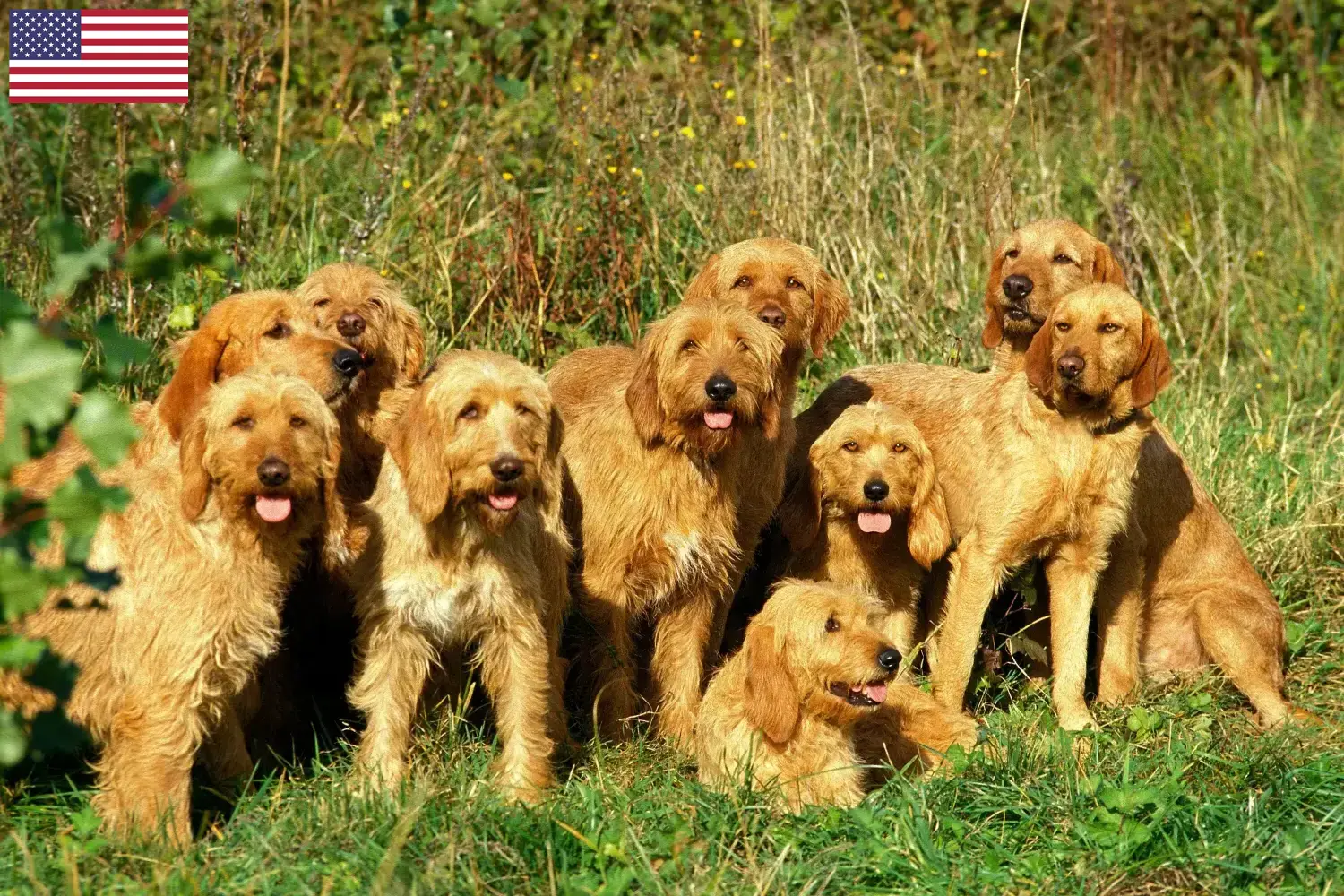Griffon Fauve de Bretagne Chiots et éleveurs USA Ici, tu trouveras des éleveurs de Griffon Fauve de Bretagnes aux Etats-Unis.