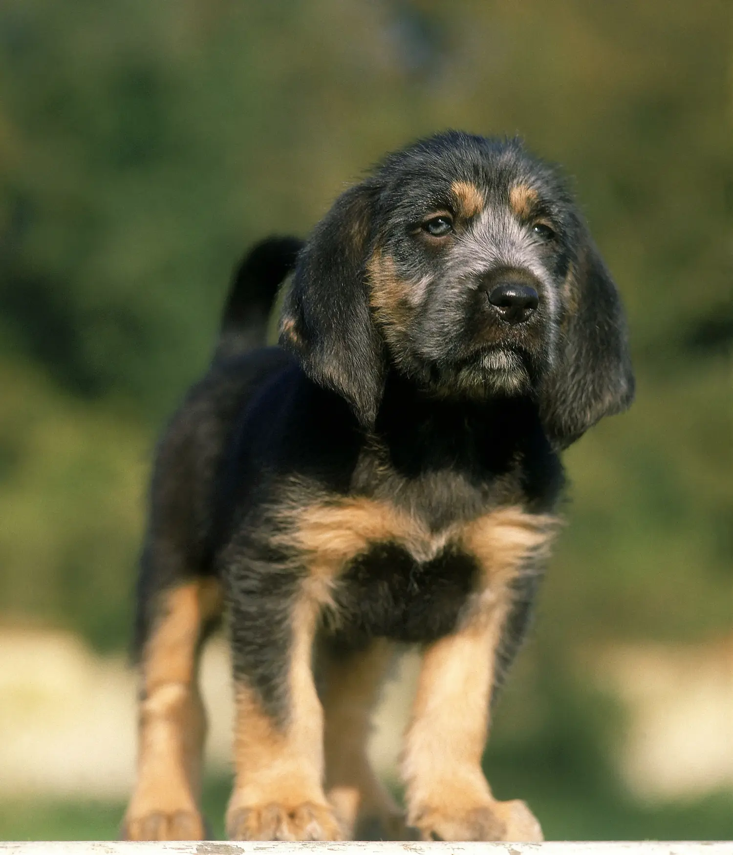 Acheter un chiot Griffon Nivernais, c'est prendre ses responsabilités ! Acheter des chiots Griffon Nivernais.