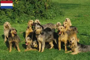 Lire la suite à propos de l’article Griffon Nivernais éleveurs et chiots aux Pays-Bas