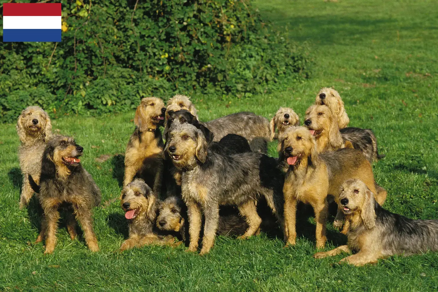 Griffon Nivernais chiots et éleveurs Pays-Bas Ici, tu trouveras des éleveurs de Griffon Nivernais aux Pays-Bas.