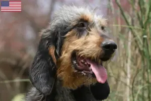 Lire la suite à propos de l’article Griffon Nivernais Éleveurs et chiots aux États-Unis