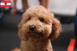 Lire la suite à propos de l’article Éleveurs et chiots Havapoo en Autriche