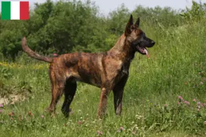Lire la suite à propos de l’article Hollandse Herdershond éleveurs et chiots en Italie