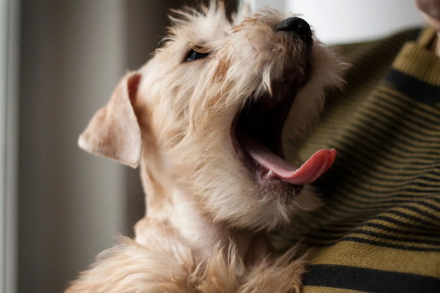 Acheter un chiot Irish Soft Coated Wheaten Terrier, c'est prendre ses responsabilités ! Acheter des chiots Irish Soft Coated Wheaten Terrier.