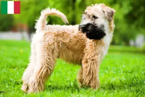Lire la suite à propos de l’article Irish Soft Coated Wheaten Terrier Éleveurs et chiots en Italie