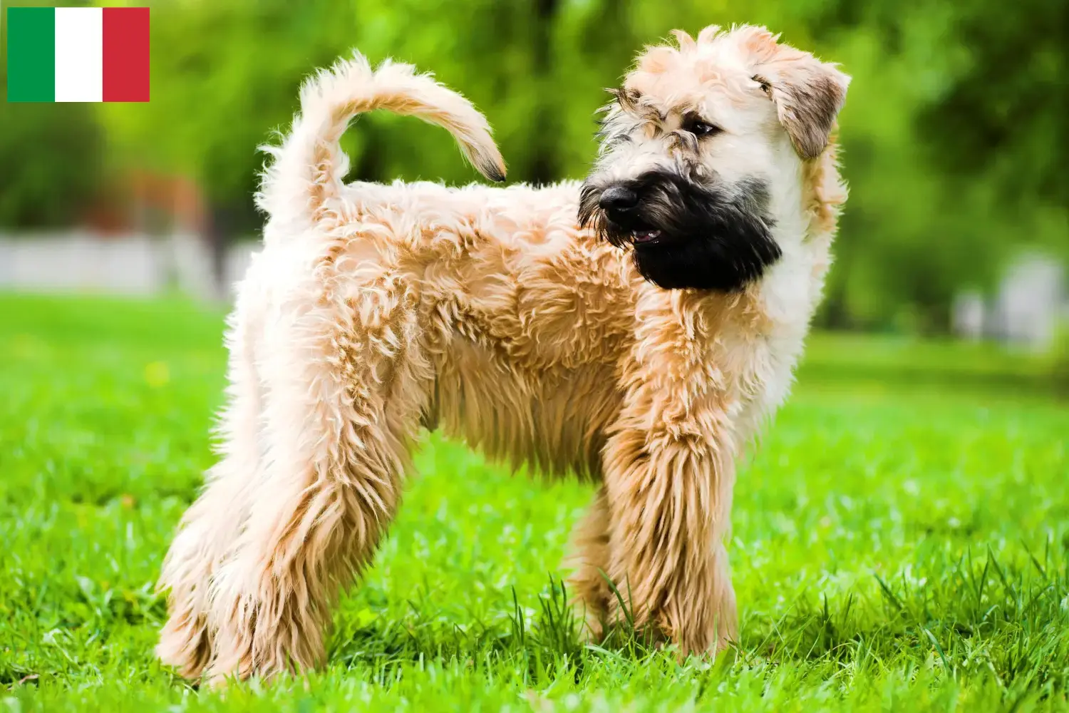 Irish Soft Coated Wheaten Terrier chiots et éleveurs Italie Ici, tu trouveras des éleveurs d'Irish Soft Coated Wheaten Terrier en Italie.