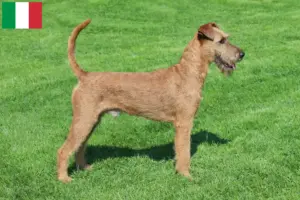 Lire la suite à propos de l’article Éleveurs d’Irish Terriers et chiots en Italie