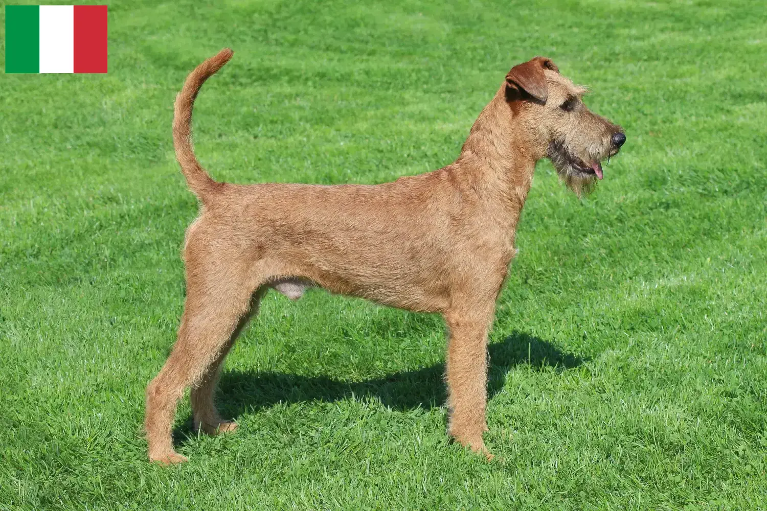 Irish Terrier chiots et éleveurs Italie Ici, tu trouveras des éleveurs d'Irish Terriers en Italie.