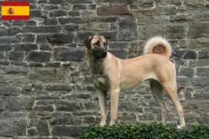 Lire la suite à propos de l’article Éleveurs de Kangal et chiots en Espagne