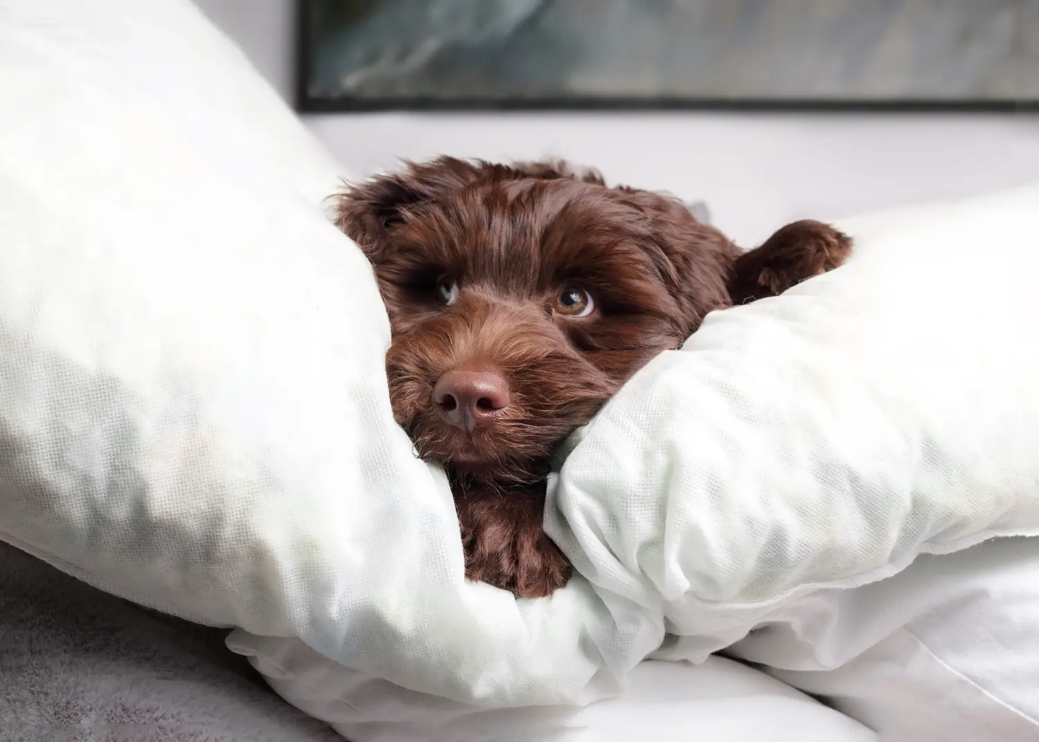 Acheter un chiot labradoodle australien, c'est prendre ses responsabilités ! Acheter des chiots labradoodle australien.