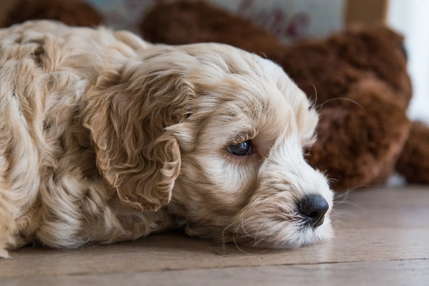 Acheter un chiot labradoodle australien, c'est prendre ses responsabilités ! Acheter des chiots labradoodle australien.