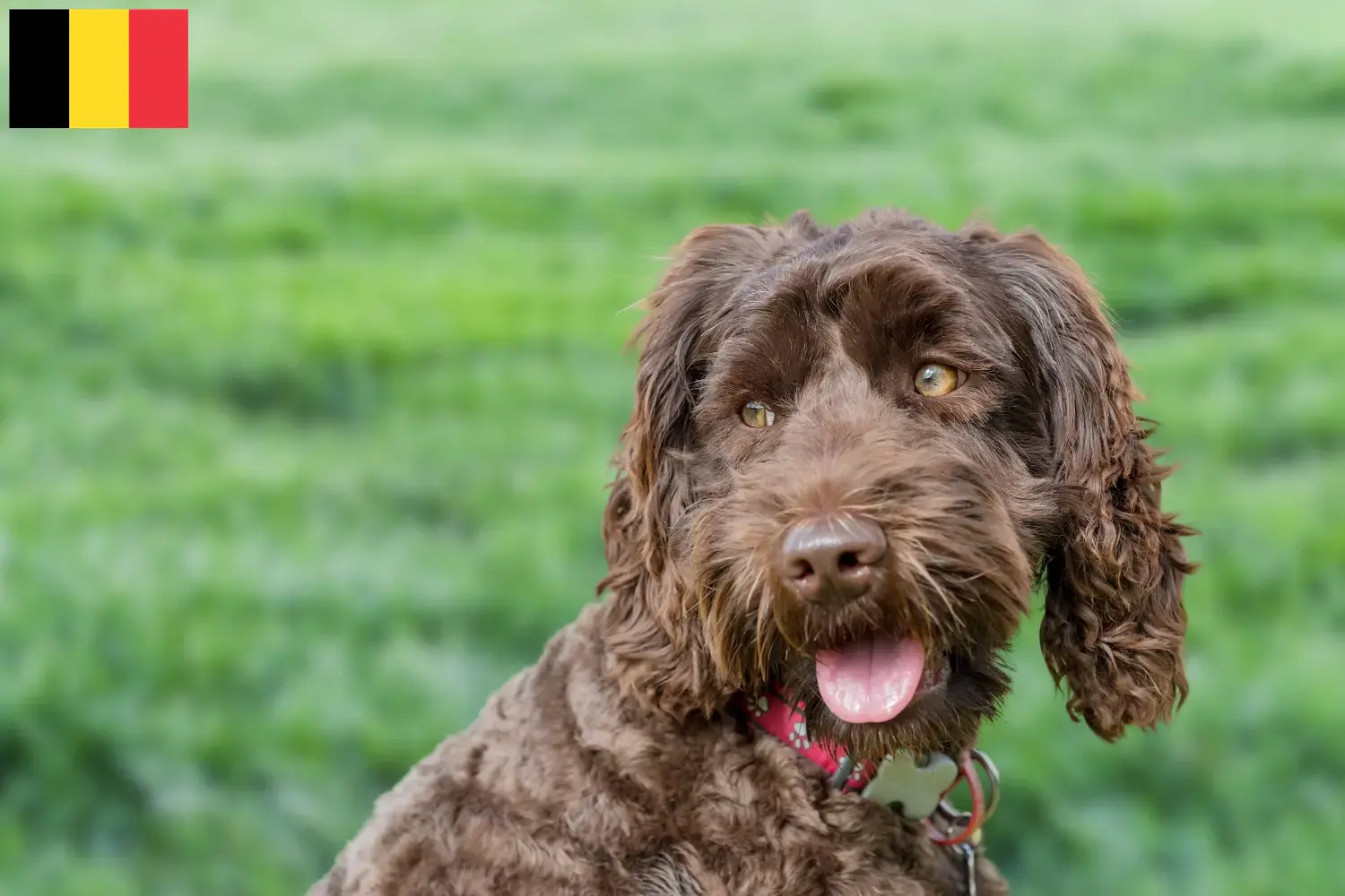 Labradoodle australien chiots et éleveurs Belgique Ici vous trouverez des éleveurs de Labradoodles australiens en Belgique.