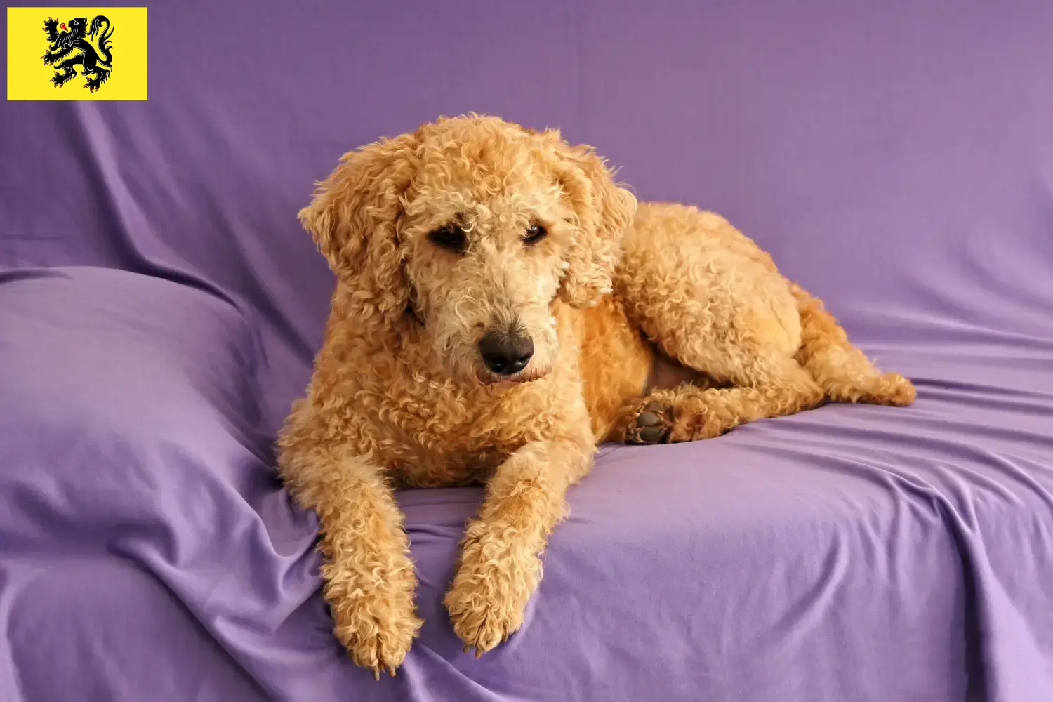 Labradoodle australien chiots et éleveurs Flandre Ici vous trouverez des éleveurs de Labradoodles australiens en Flandre.