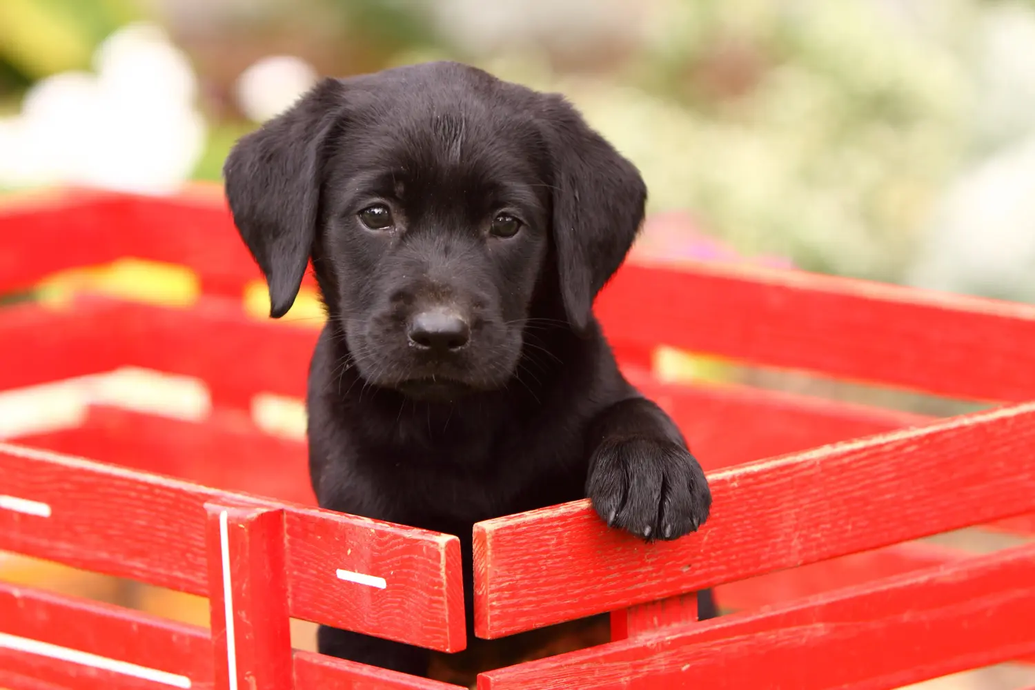 Acheter un chiot Labrador, c'est prendre ses responsabilités ! Acheter des chiots Labrador.
