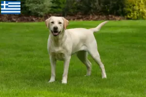 Lire la suite à propos de l’article Éleveurs de Labradors et chiots en Grèce