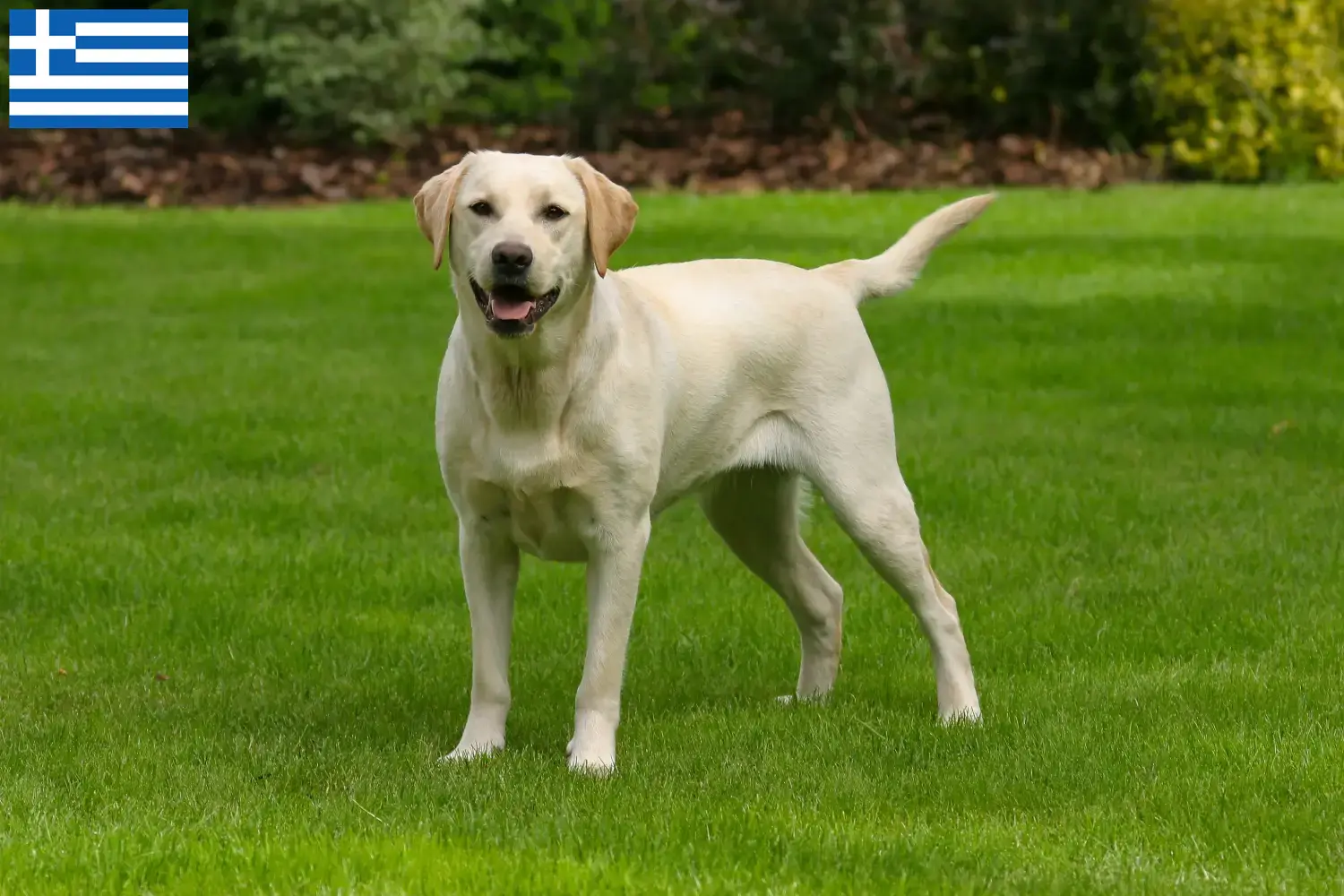 Labrador chiots et éleveurs Grèce Ici, tu trouveras des éleveurs de Labradors en Grèce.