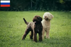 Lire la suite à propos de l’article Éleveurs de Lagotto Romagnolo et chiots en Russie