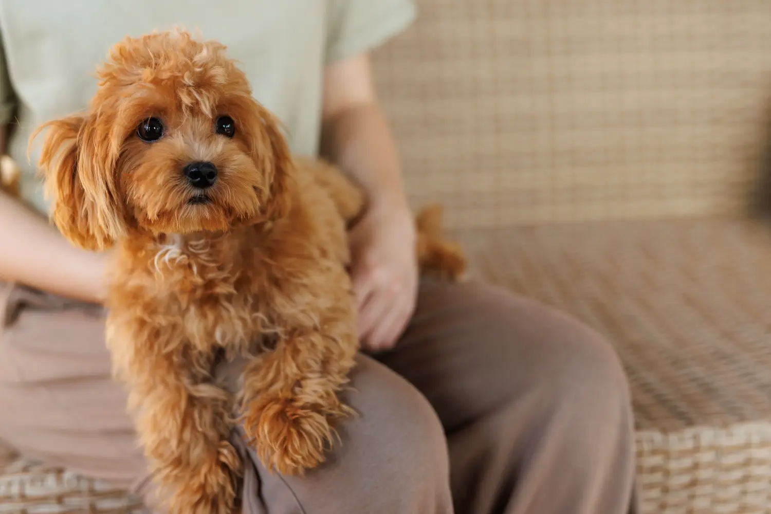 Acheter un chiot Maltipoo, c'est prendre ses responsabilités ! Acheter des chiots Maltipoo.