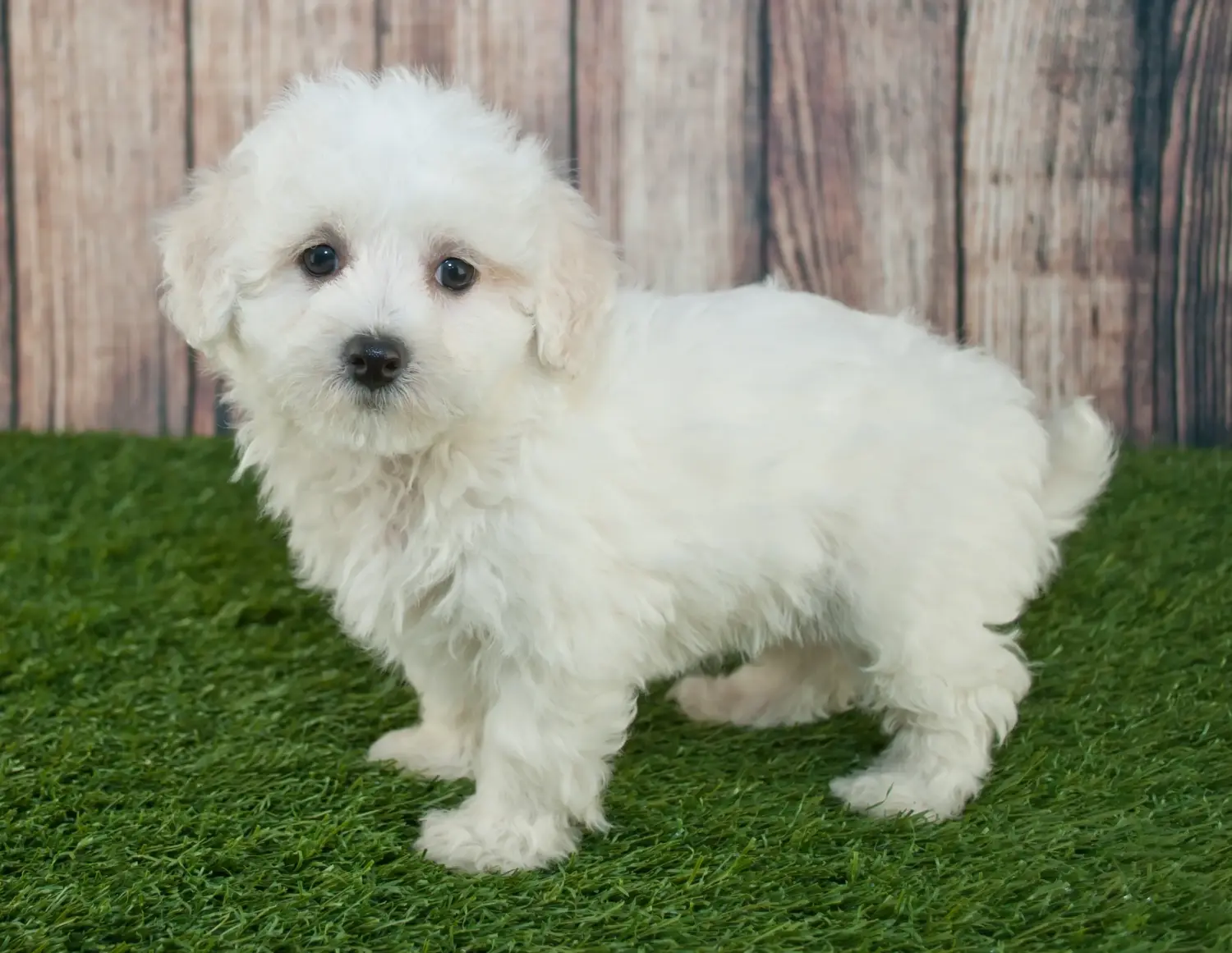Acheter un chiot Maltipoo, c'est prendre ses responsabilités ! Acheter des chiots Maltipoo.