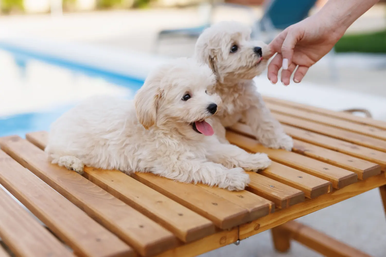 Acheter un chiot Maltipoo, c'est prendre ses responsabilités ! Acheter des chiots Maltipoo.