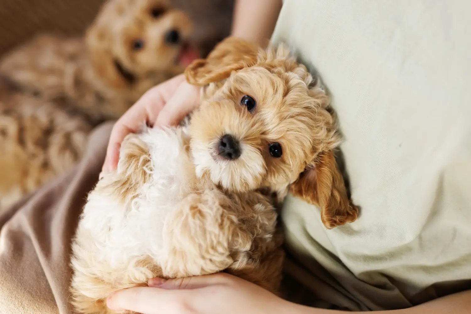 Acheter un chiot Maltipoo, c'est prendre ses responsabilités ! Acheter des chiots Maltipoo.
