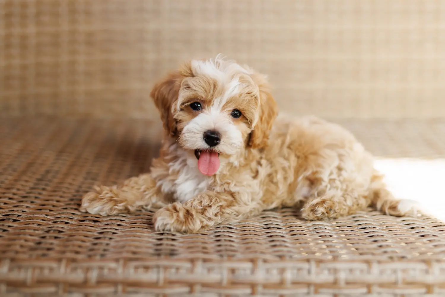 Acheter un chiot Maltipoo, c'est prendre ses responsabilités ! Acheter des chiots Maltipoo.