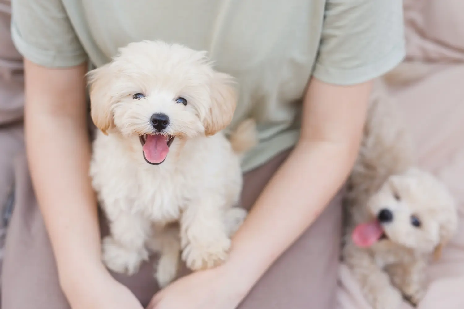 Acheter un chiot Maltipoo, c'est prendre ses responsabilités ! Acheter des chiots Maltipoo.