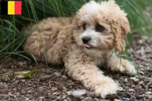 Lire la suite à propos de l’article Éleveurs de Maltipoo et chiots en Belgique