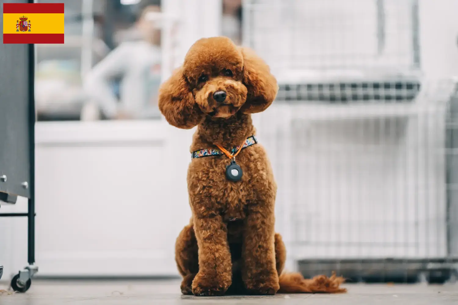 Maltipoo chiots et éleveurs Espagne Ici, tu trouveras des éleveurs de Maltipoos en Espagne.