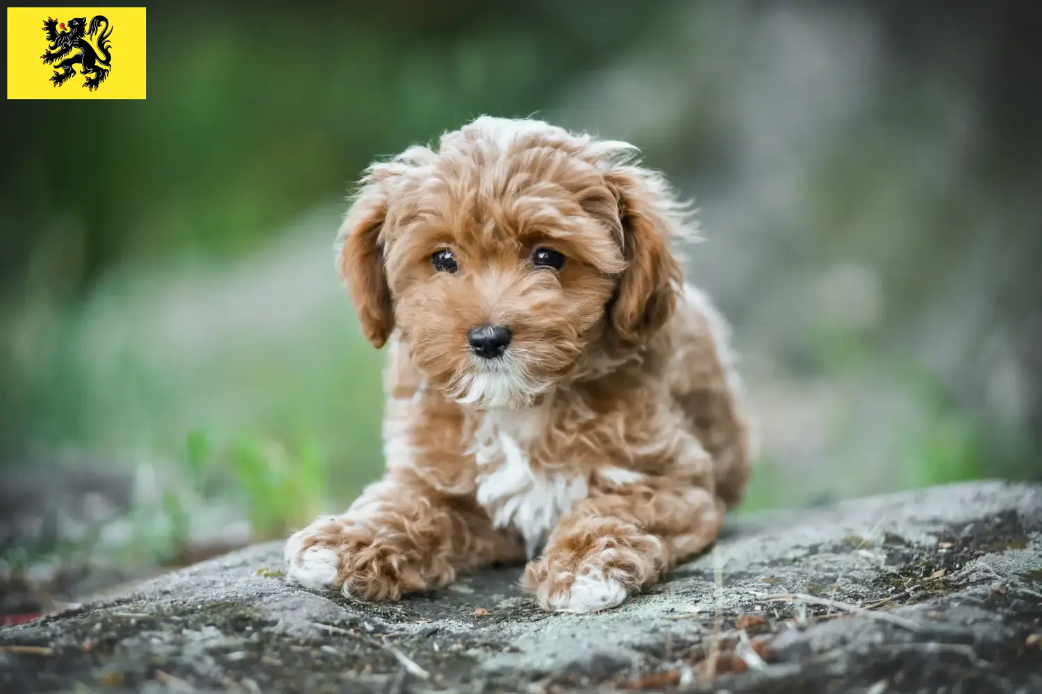 Maltipoo chiots et éleveurs Flandre Ici, tu trouveras les éleveurs de Maltipoos en Flandre.