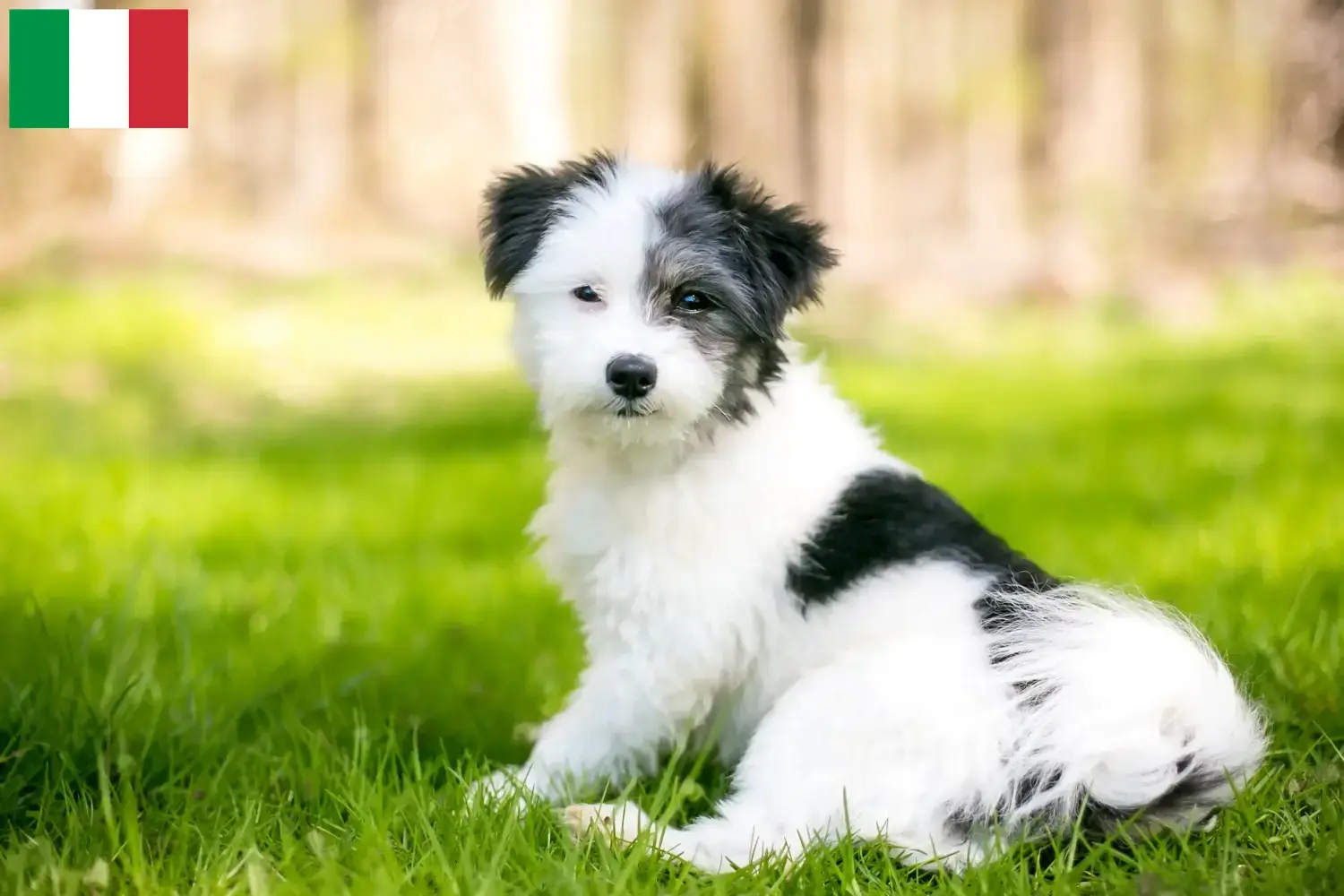 Maltipoo chiots et éleveurs Italie Ici, tu trouveras les éleveurs de Maltipoos en Italie.