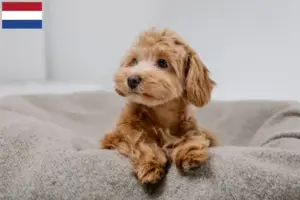 Lire la suite à propos de l’article Éleveurs de Maltipoo et chiots aux Pays-Bas