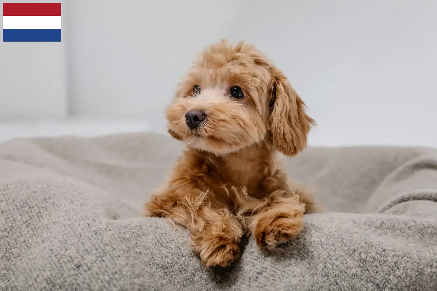 Maltipoo chiots et éleveurs Pays-Bas Ici, tu trouveras des éleveurs de Maltipoos aux Pays-Bas.