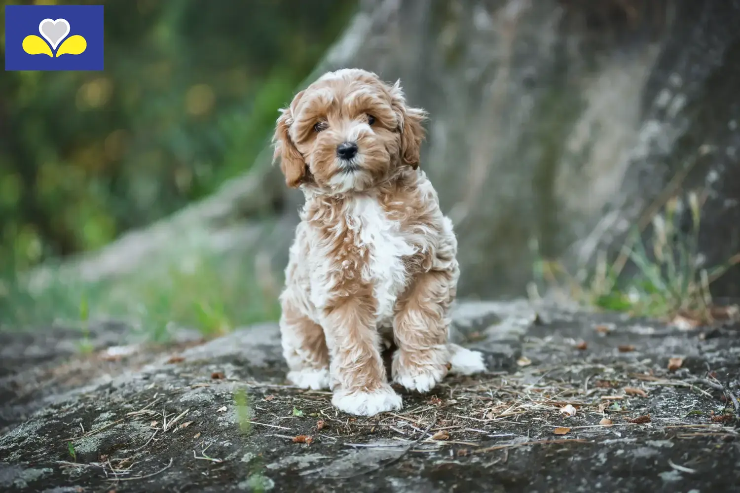Maltipoo Chiots et éleveurs Région de Bruxelles-Capitale Ici tu trouves les éleveurs de Maltipoos en Région de Bruxelles-Capitale.