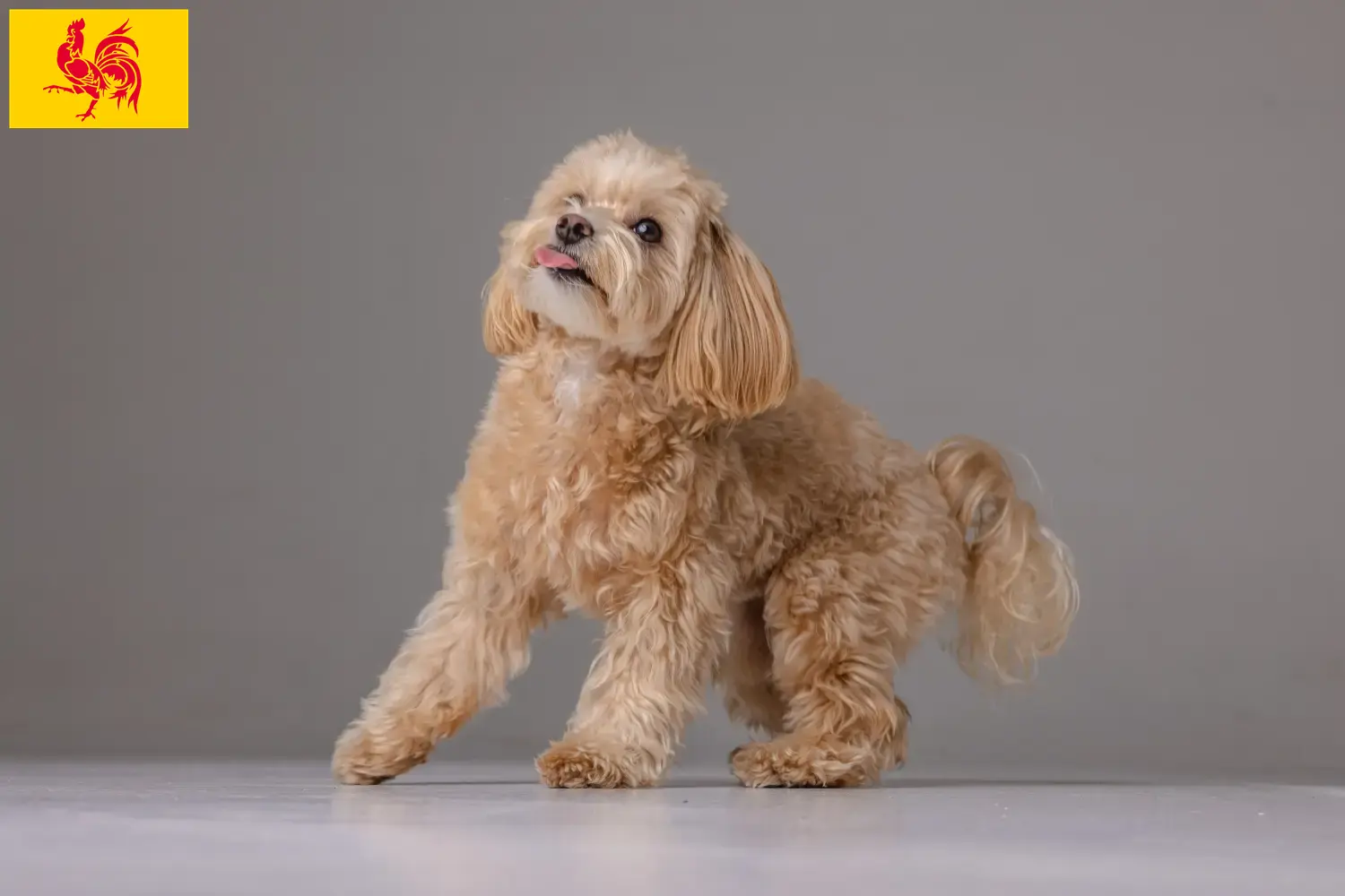 Maltipoo chiots et éleveurs Région wallonne Ici vous trouverez des éleveurs de Maltipoos en Région Wallonne.