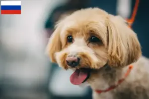 Lire la suite à propos de l’article Éleveurs de Maltipoo et chiots en Russie