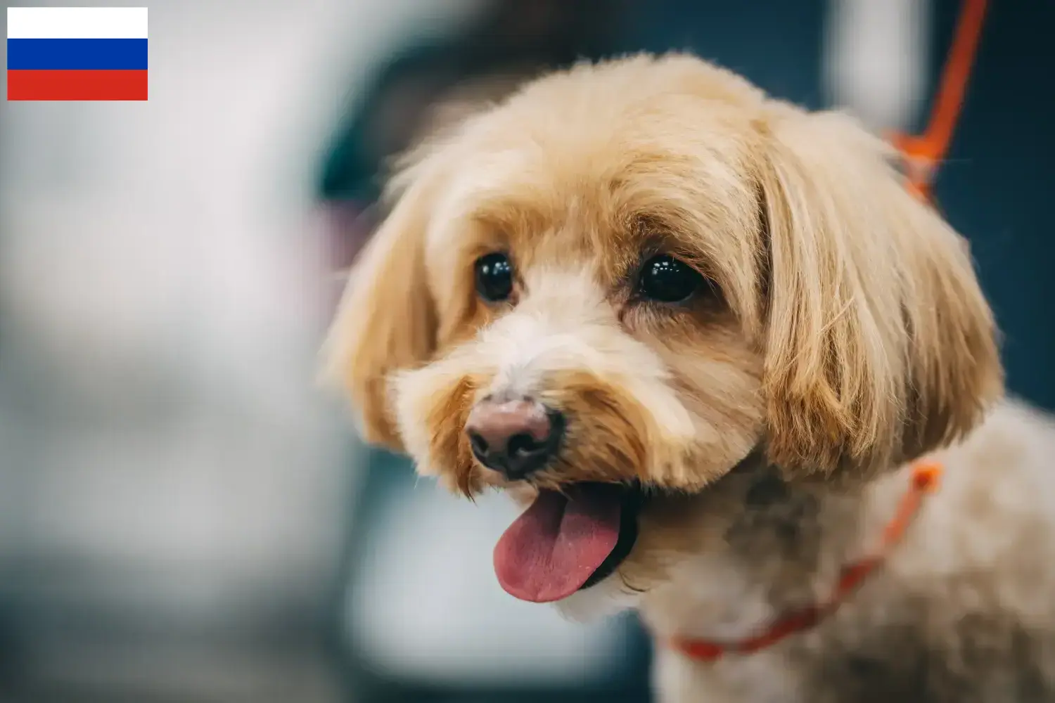 Maltipoo chiots et éleveurs Russie Ici tu peux trouver des éleveurs de Maltipoos en Russie.