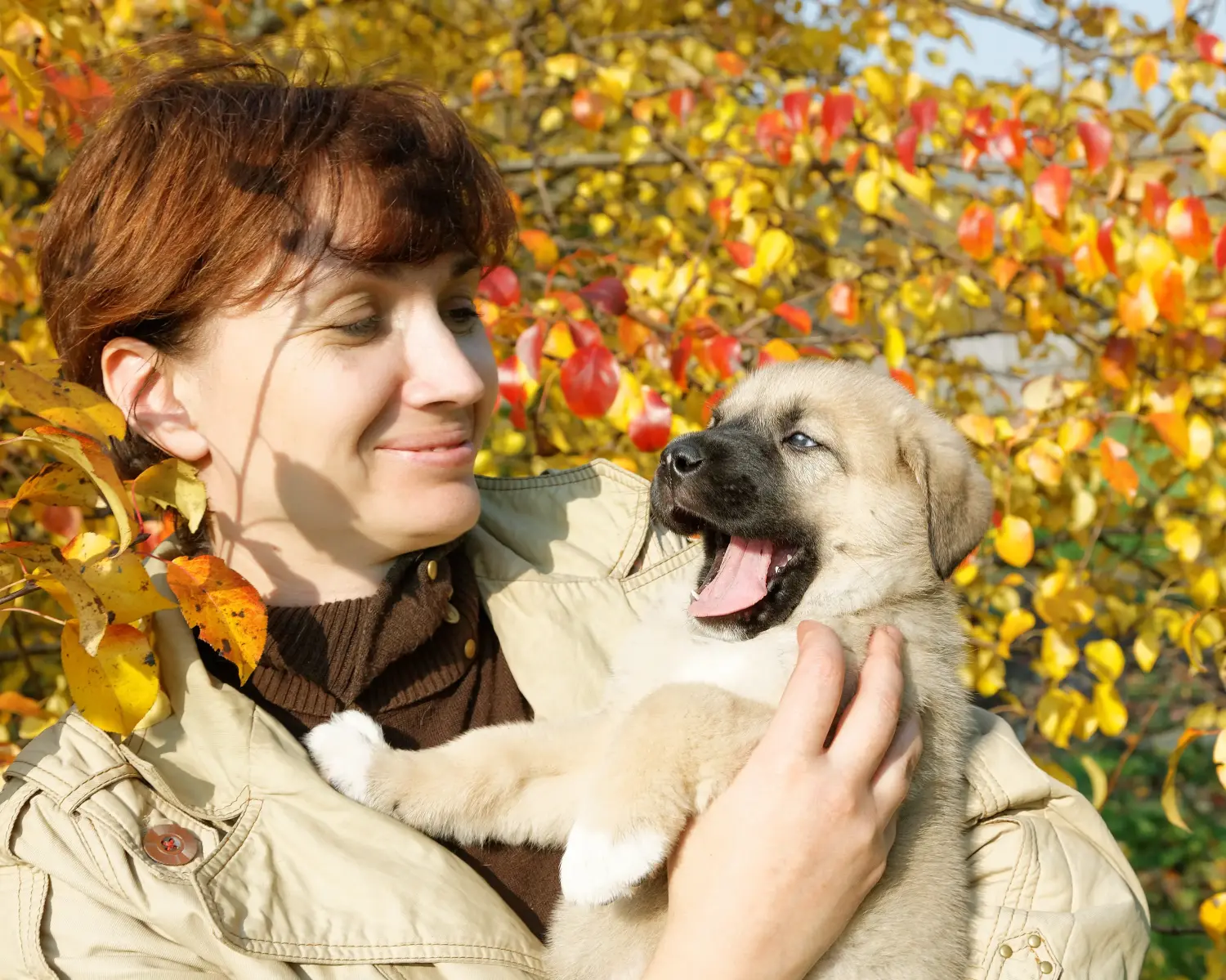 Acheter un chiot mastín español, c'est prendre ses responsabilités ! Acheter des chiots Mastín Español.
