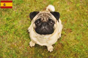 Lire la suite à propos de l’article Éleveurs de balais à frange et chiots en Espagne